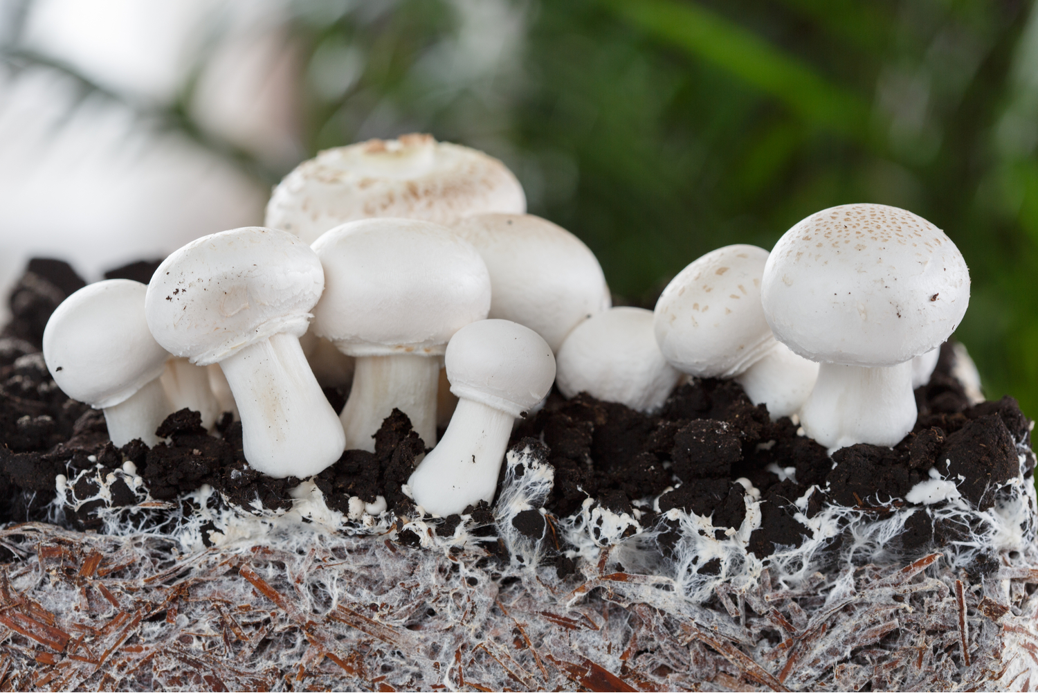 Pilze selbst anbauen: Was ist im Herbst möglich? - Pilze selbst anbauen: Was ist im Herbst möglich?