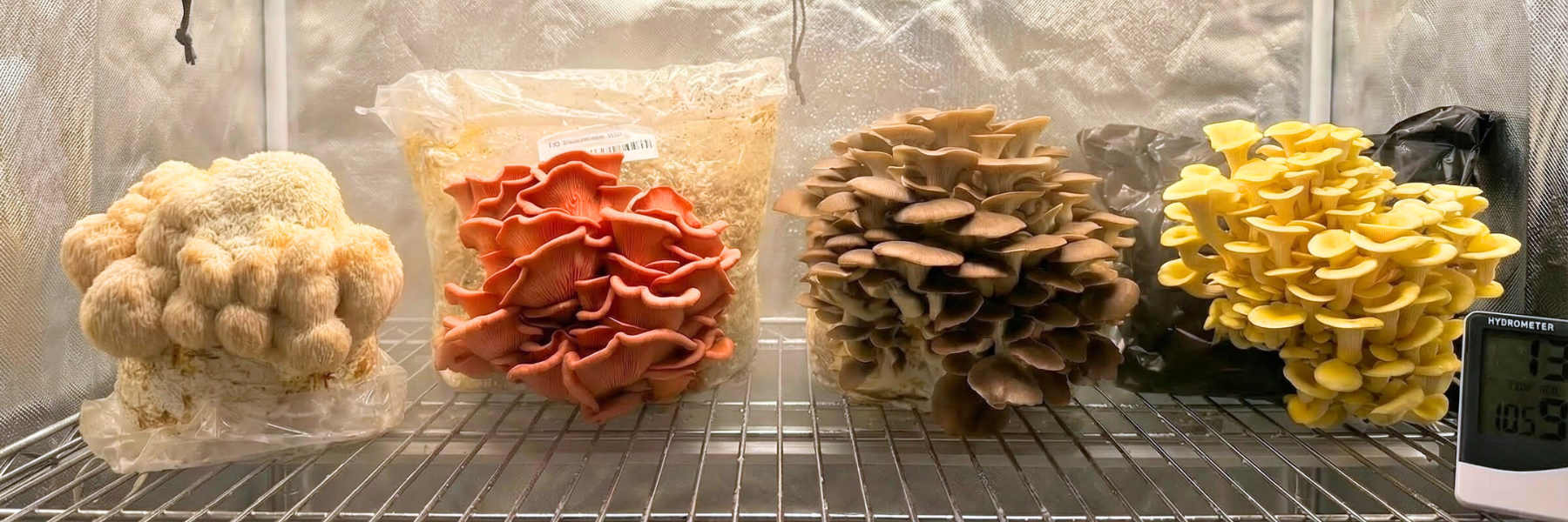 Der ausführliche Pilzzucht-Guide für Einsteiger - Der Pilzzucht-Guide für Einsteiger von Hawlik Pilzbrut