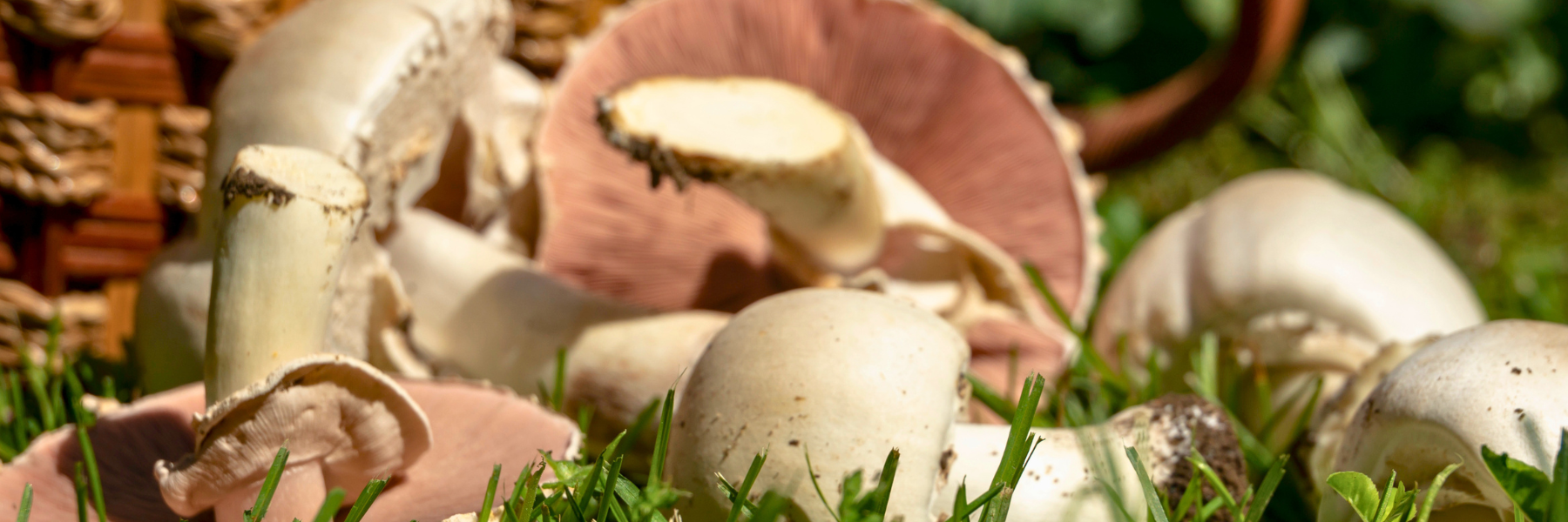 https://www.pilzbrut.de/bilder/news/88/champignons-wiese_preview.png