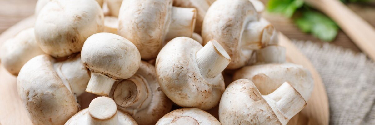  Sind Pilze gesund? Superfood Speisepilze im Blick - Sind Pilze gesund? Champignons &amp; Co. im Blick