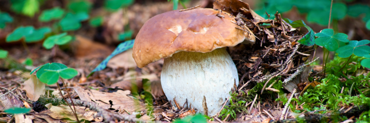 Steinpilze – Alles Wichtige über den Waldpilz - Steinpilze erkennen: Saison, Arten, Fundorte &amp;amp;amp;amp;amp; Verwechslung