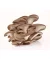 Pleurotus BIO Pulver 100 g