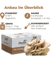 Austernpilze