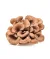 Maitake BIO Extraktkapseln