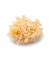 Tremella BIO Extraktkapseln