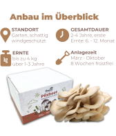 Austernpilz Pilzbeet-Set