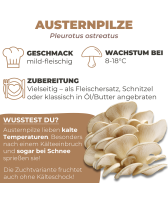 Austernpilze Dübel