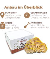 Limonenpilz Pilzbeet-Set