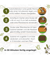 Limonenpilz Pilzbeet-Set