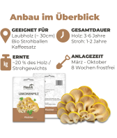 Limonenpilze Dübel