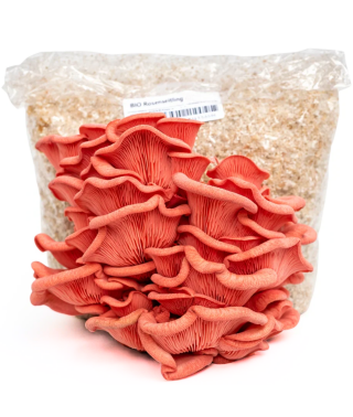 BIO Rosenseitling-Kultur