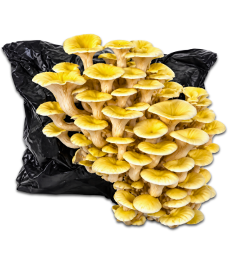 Limonenpilzkultur klein
