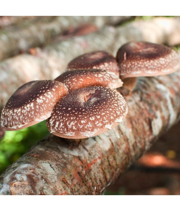 Shiitake-Kultur wächst am Holzstamm