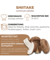 Shiitake Dübel