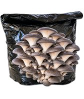 BIO Black Pearl Austernpilze