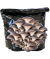 BIO Black Pearl Austernpilze