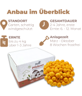 Toskanapilz Pilzbeet-Set