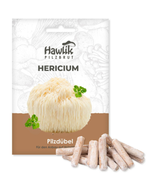Hericium Dübel