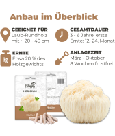 Hericium Dübel