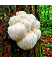 Hericium Dübel