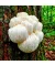 Hericium Dübel