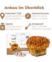 Enoki Dübel