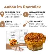 Enoki Dübel