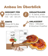 Reishi Dübel