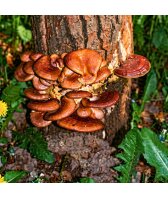 Reishi Dübel