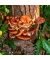 Reishi Dübel