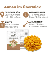 Toskanapilz Dübel