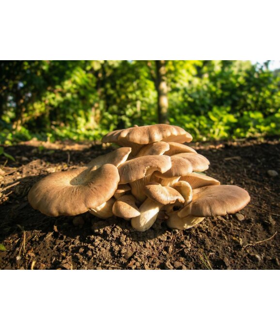 Kräuterseitling wächst im Garten