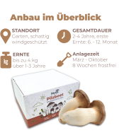 Kräuterseitling Pilzbeet-Set
