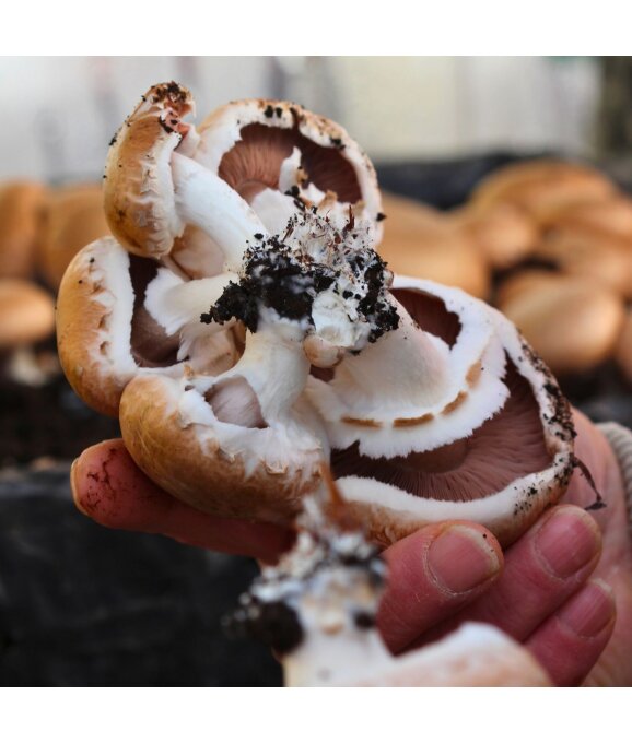 Frisch geernteter Steinchampignon