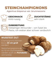 Steinchampignon