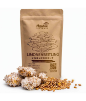 Limonenpilze Körnerbrut