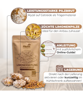 Limonenpilze Körnerbrut