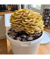 Limonenpilze Körnerbrut