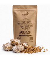 Shiitake Körnerbrut