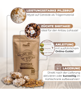 Shiitake Körnerbrut