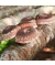 Shiitake Körnerbrut