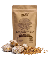 Rosenseitling Körnerbrut
