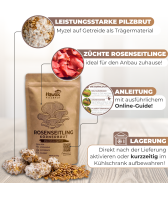 Rosenseitling Körnerbrut