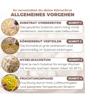 Rosenseitling Körnerbrut