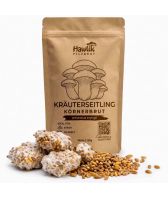 Kräuterseitling Körnerbrut