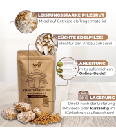 Kräuterseitling Körnerbrut