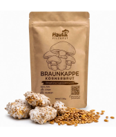 Braunkappe Körnerbrut