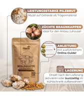 Braunkappe Körnerbrut