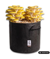 Pilzzucht-Taschen-Komplettset: Limonenpilz-Beet ohne Garten