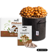 Pilzzucht-Taschen-Komplettset: Toskanapilz-Beet ohne Garten